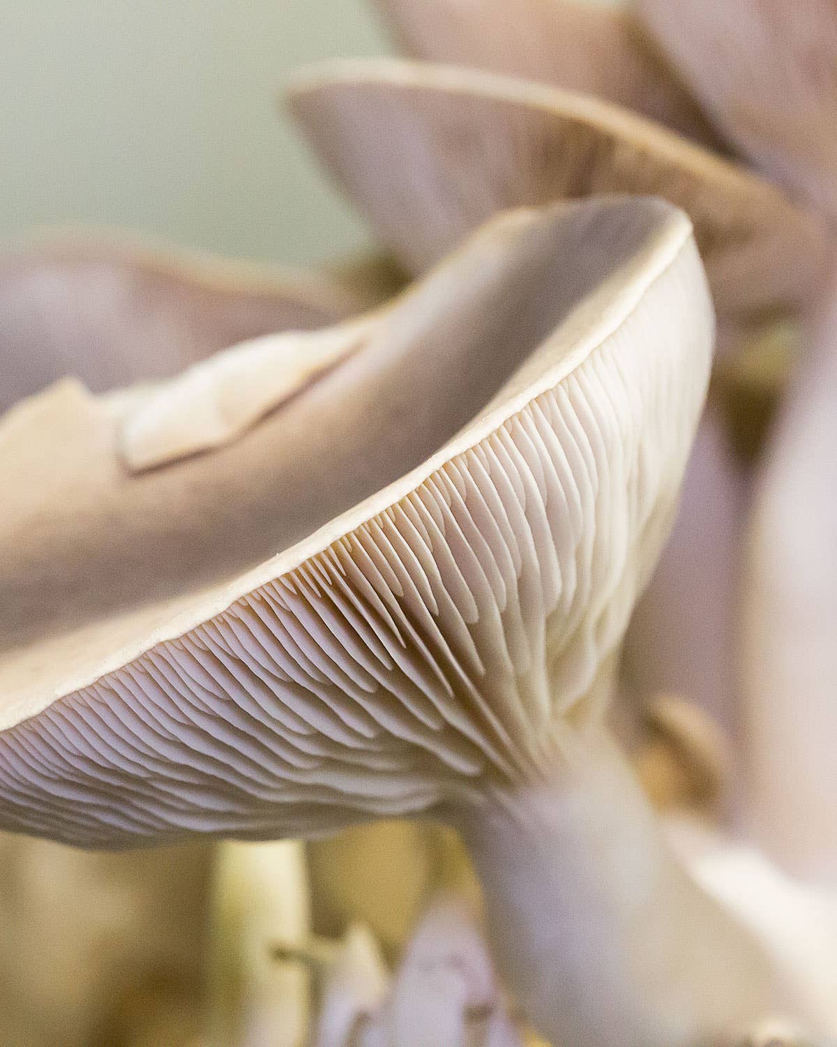A Trip to the Alien Planet That Grows America’s Mushrooms