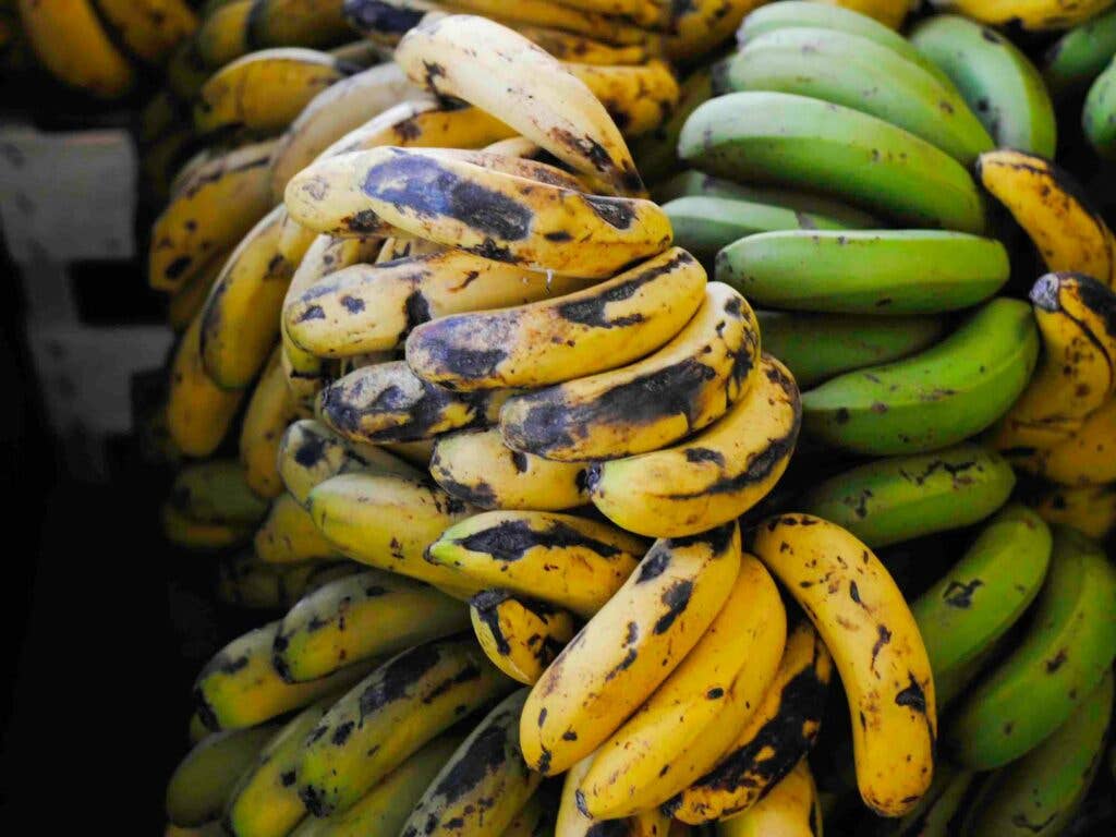 Bananas