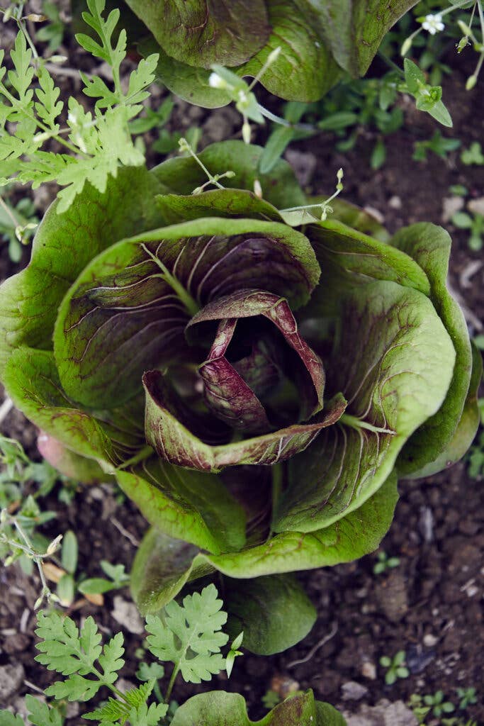 whatley farm plant