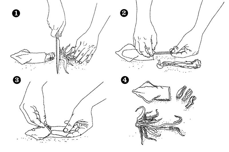 How to Clean Calamari How to Clean Calamari