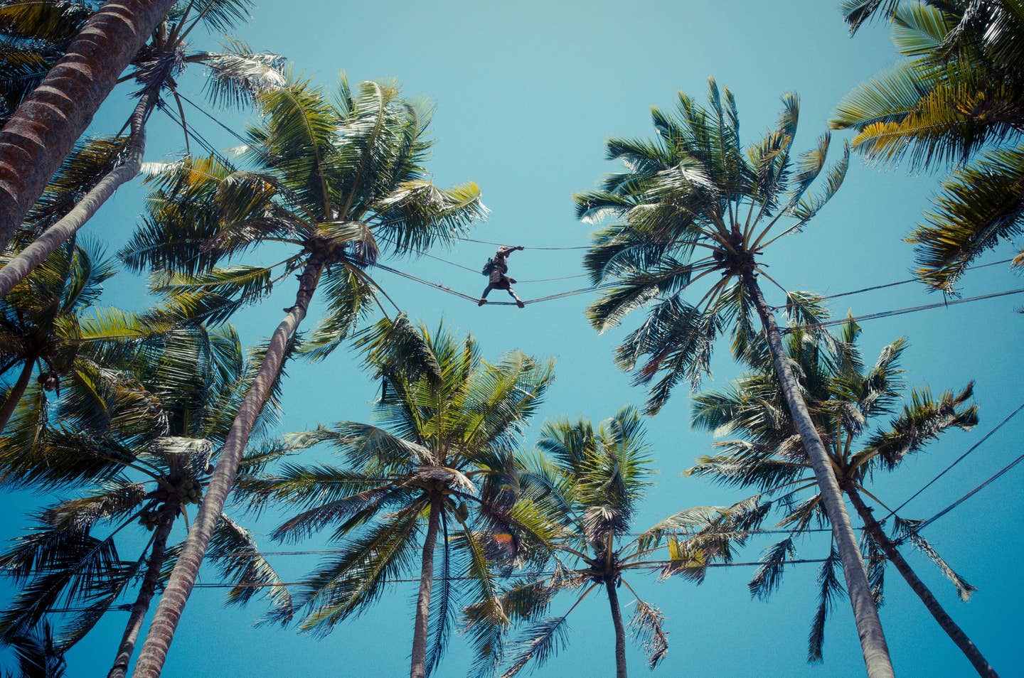 Scaling Giant Palm Trees for Sap