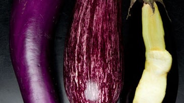Bitter Truths: Why You Shouldn’t Sweat Eggplant
