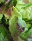 The Chef Cooks at Home: Boston Lettuce