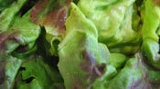 The Chef Cooks at Home: Boston Lettuce