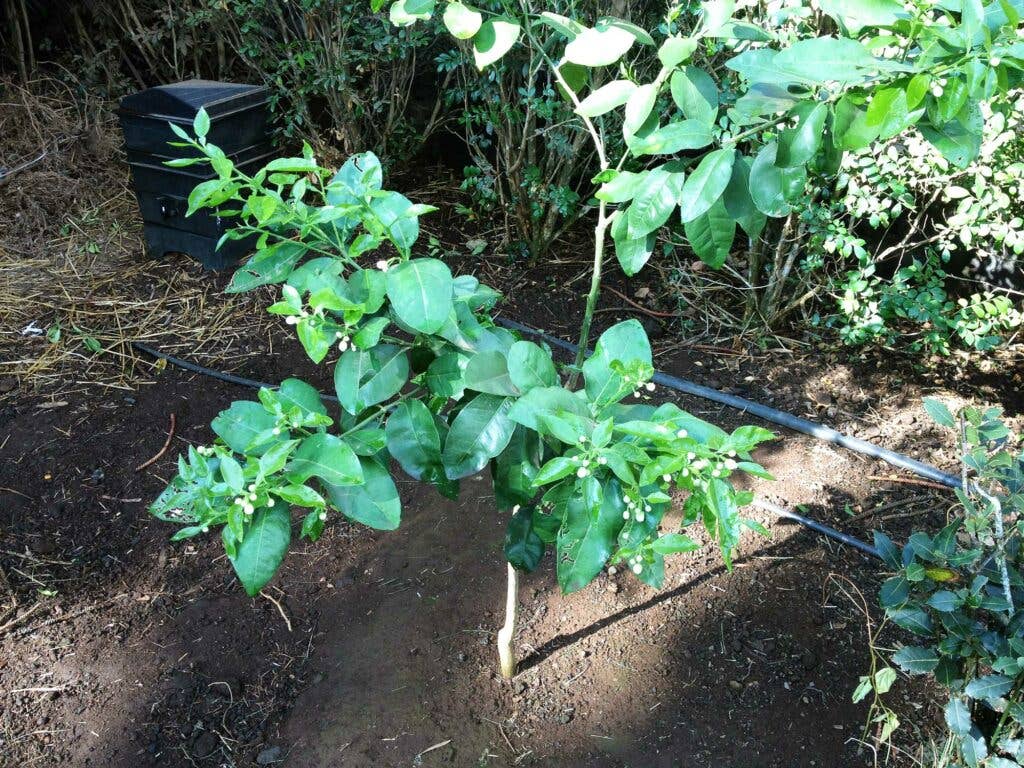 Amy Ferguson Garden Citrus