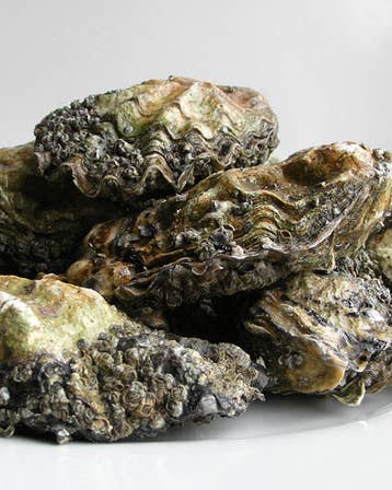 How Long Can You Store Oysters?