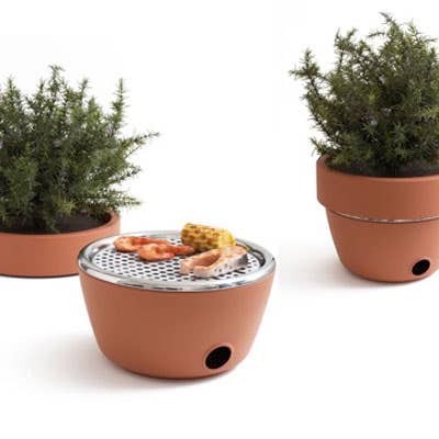 herb garden in a terra cotta pot