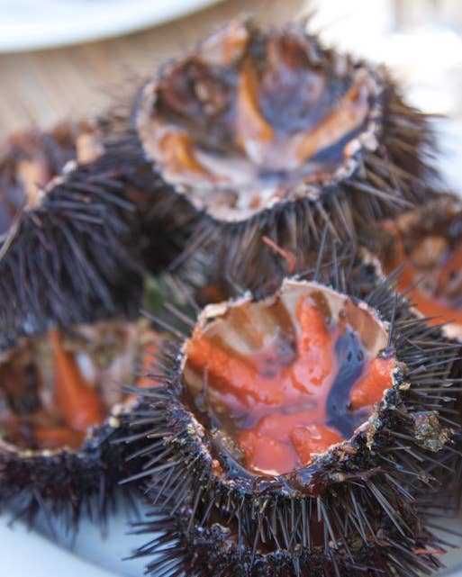 The Hunt for Mediterranean Sea Urchin is On