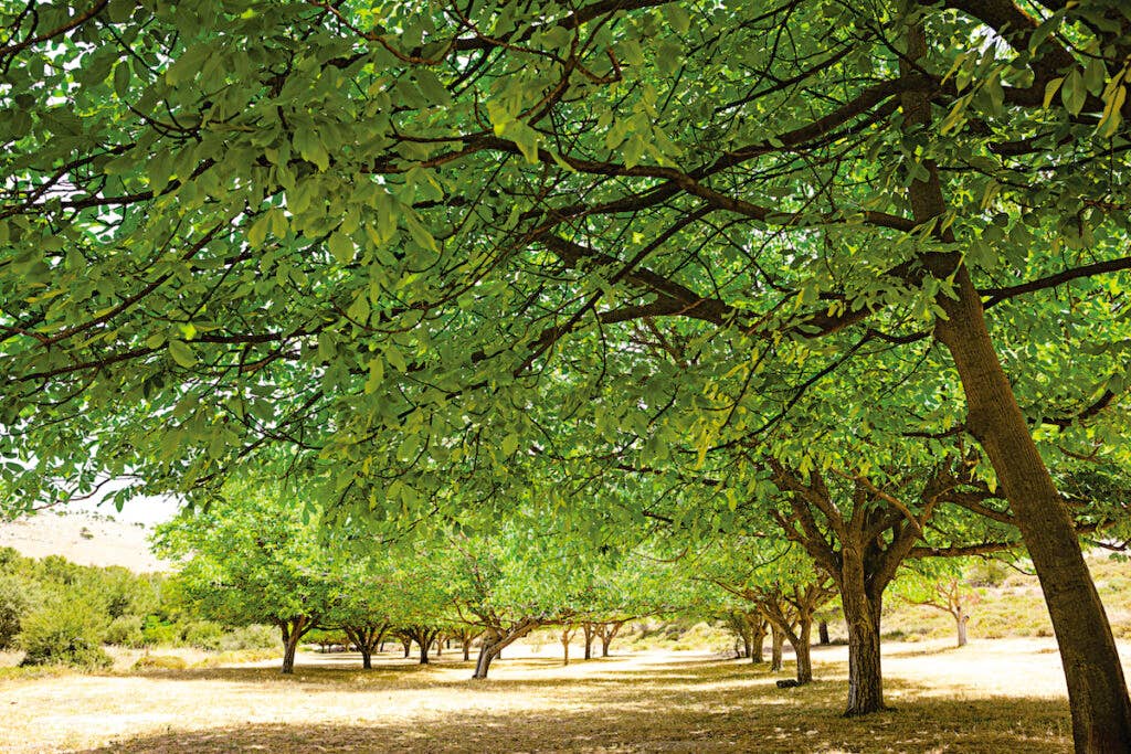 Pistachio trees near the village of Gush Halav