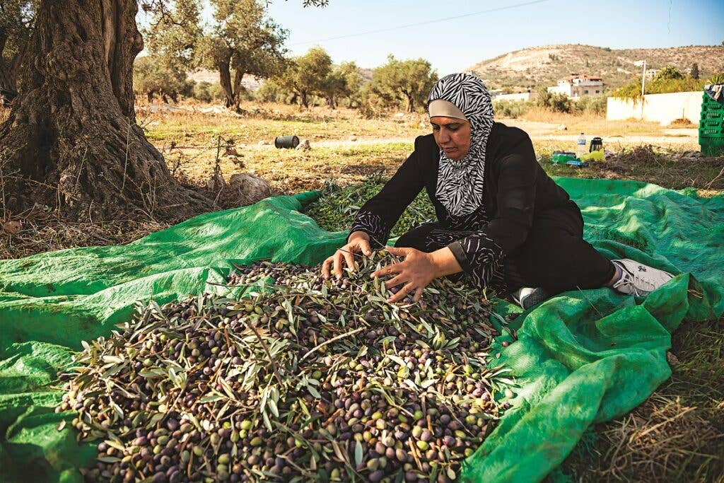 slideshow-scenes-from-palestine-cleaning-olives-1200x800