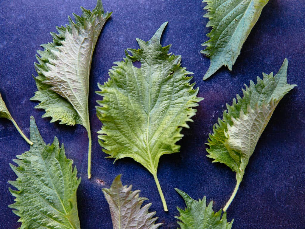 Shiso