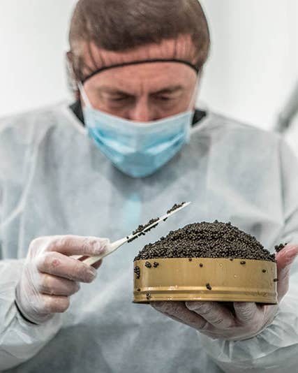 How America’s Finest Caviar Gets Made How America’s Finest Caviar Gets Made