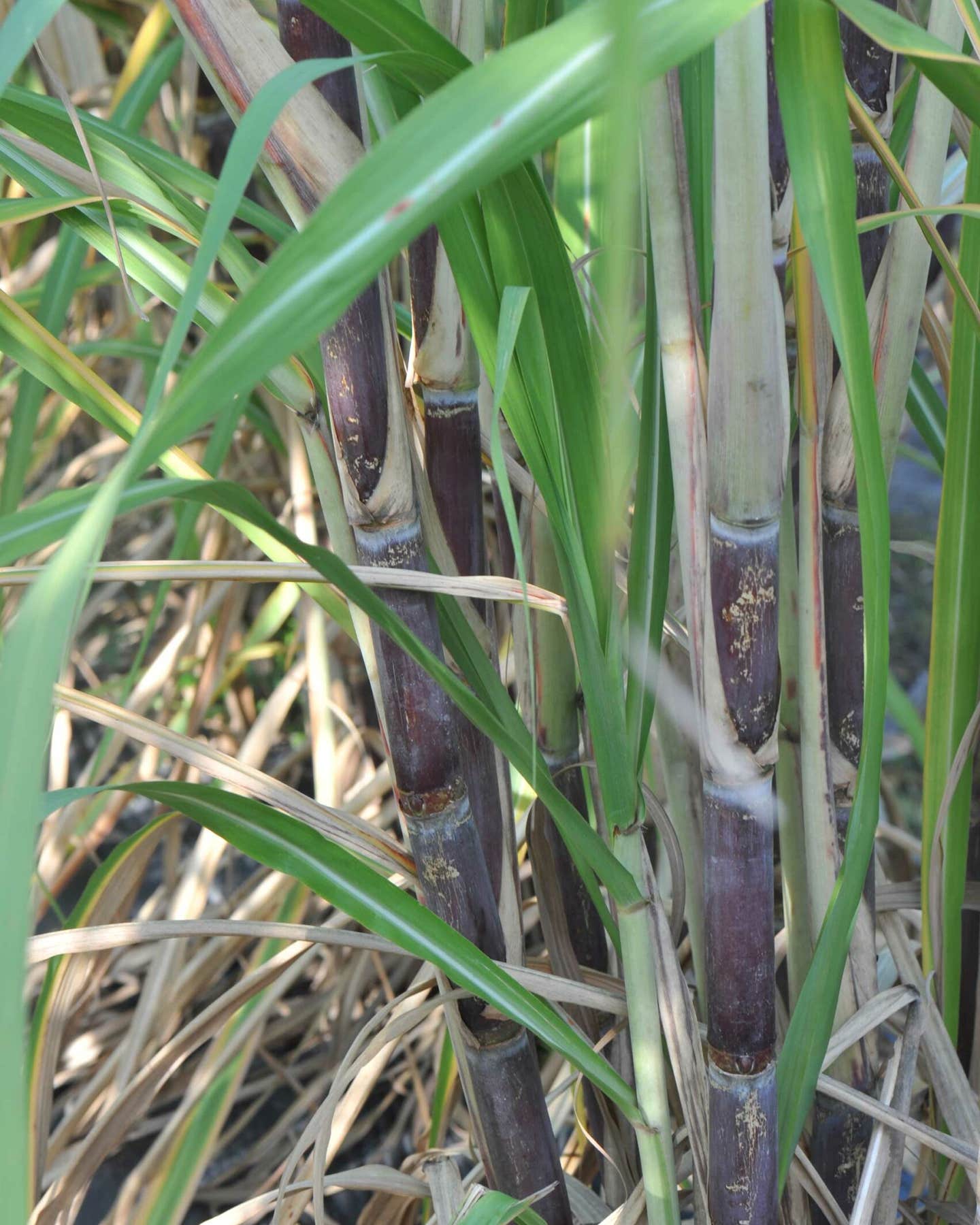 A Sweet Ancient Staple Crop is Coming Back to the South purple ribbon sugarcane