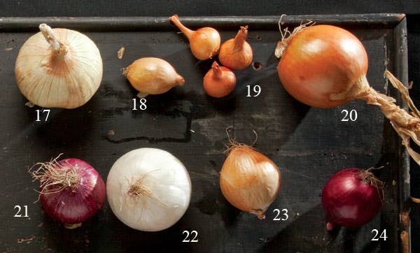 types of onions Siskiyou onion, turbo onions, Stuttgarters, copras, Wethersfields, White granex, Australian browns, Red baron