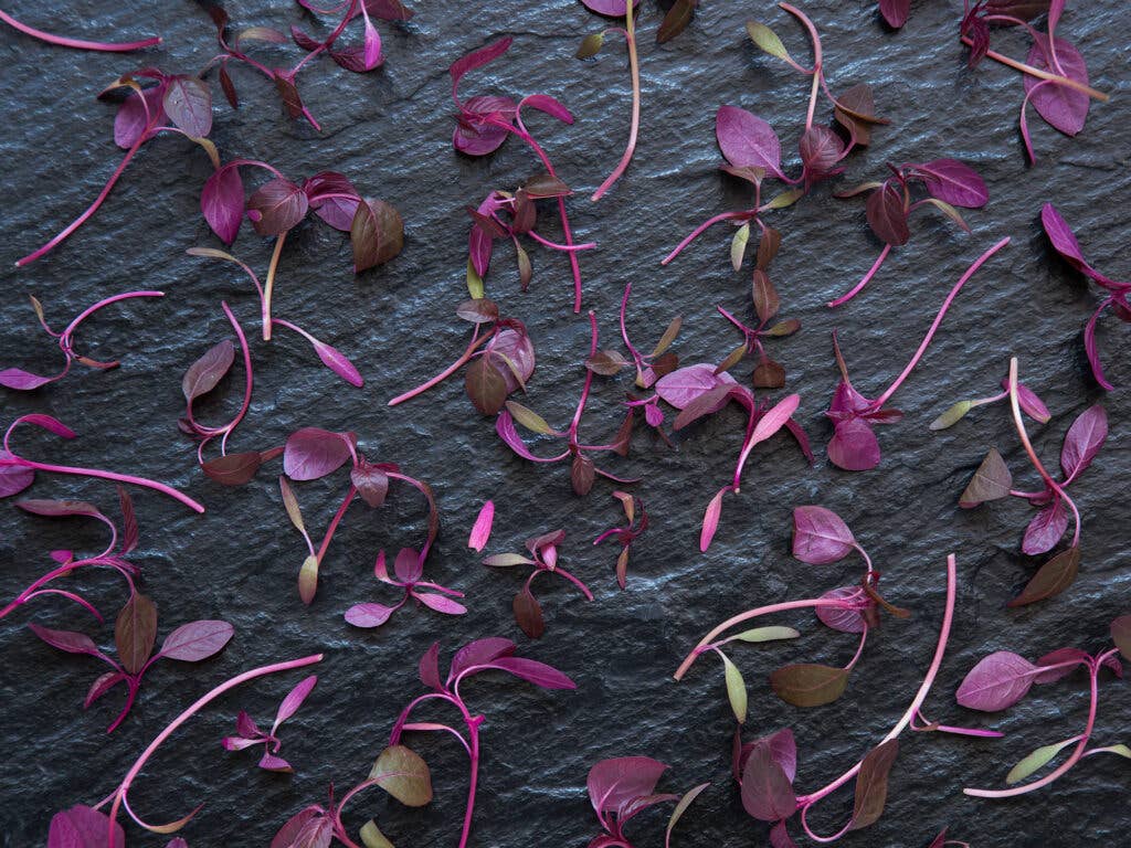 Red Amaranth