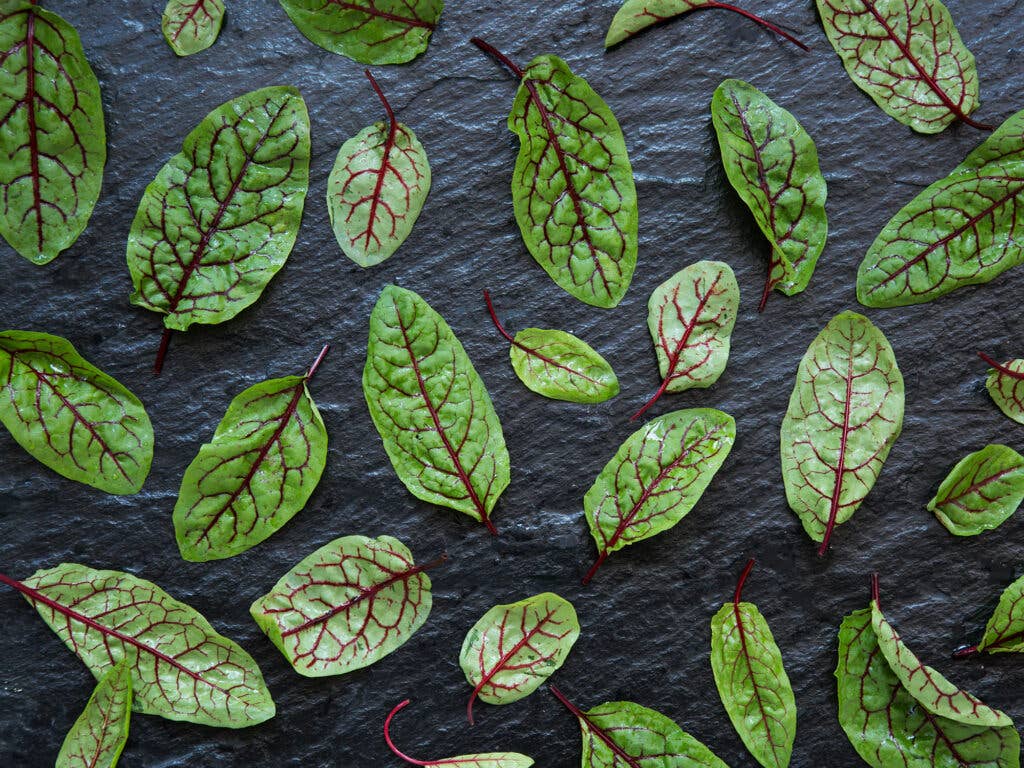 Red Sorrel