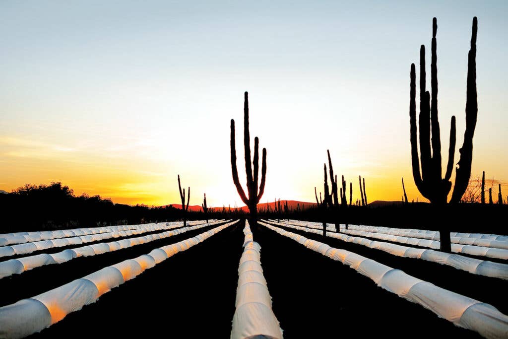 Cacti punctuate rows of zuchini at a farm in the Sonoran desert.