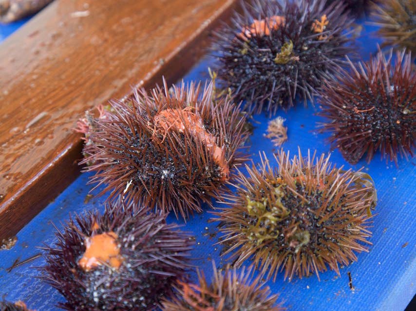 Sea Urchins