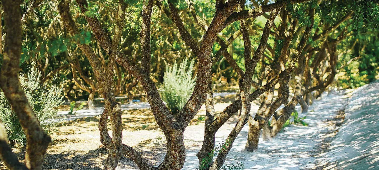 On the Greek Island of Chios, One Tree Rules Them All