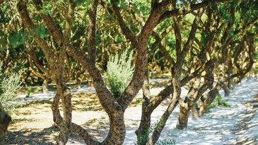 On the Greek Island of Chios, One Tree Rules Them All