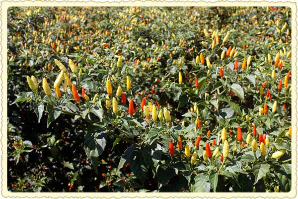 httpswww.saveur.comsitessaveur.comfilesimport2011images2011-107-postcard-tabasco-600.jpg