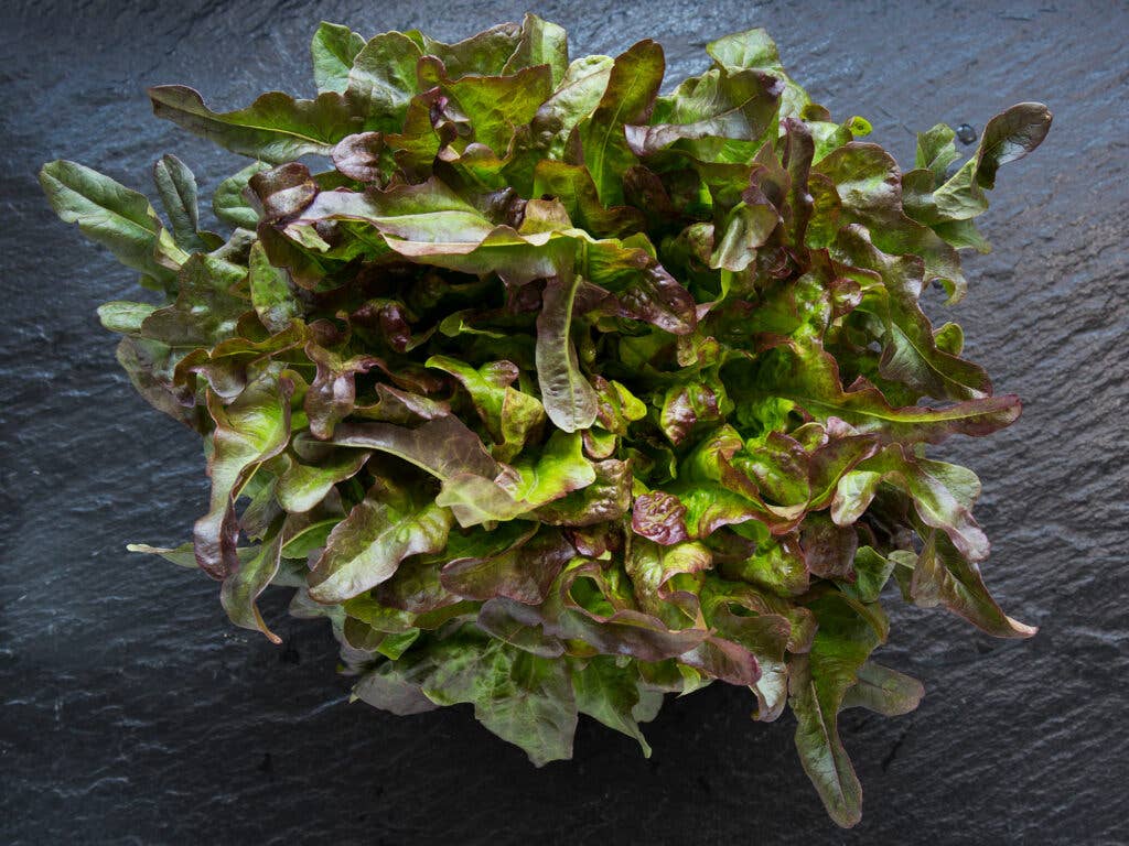 Red Oak Leaf Lettuce