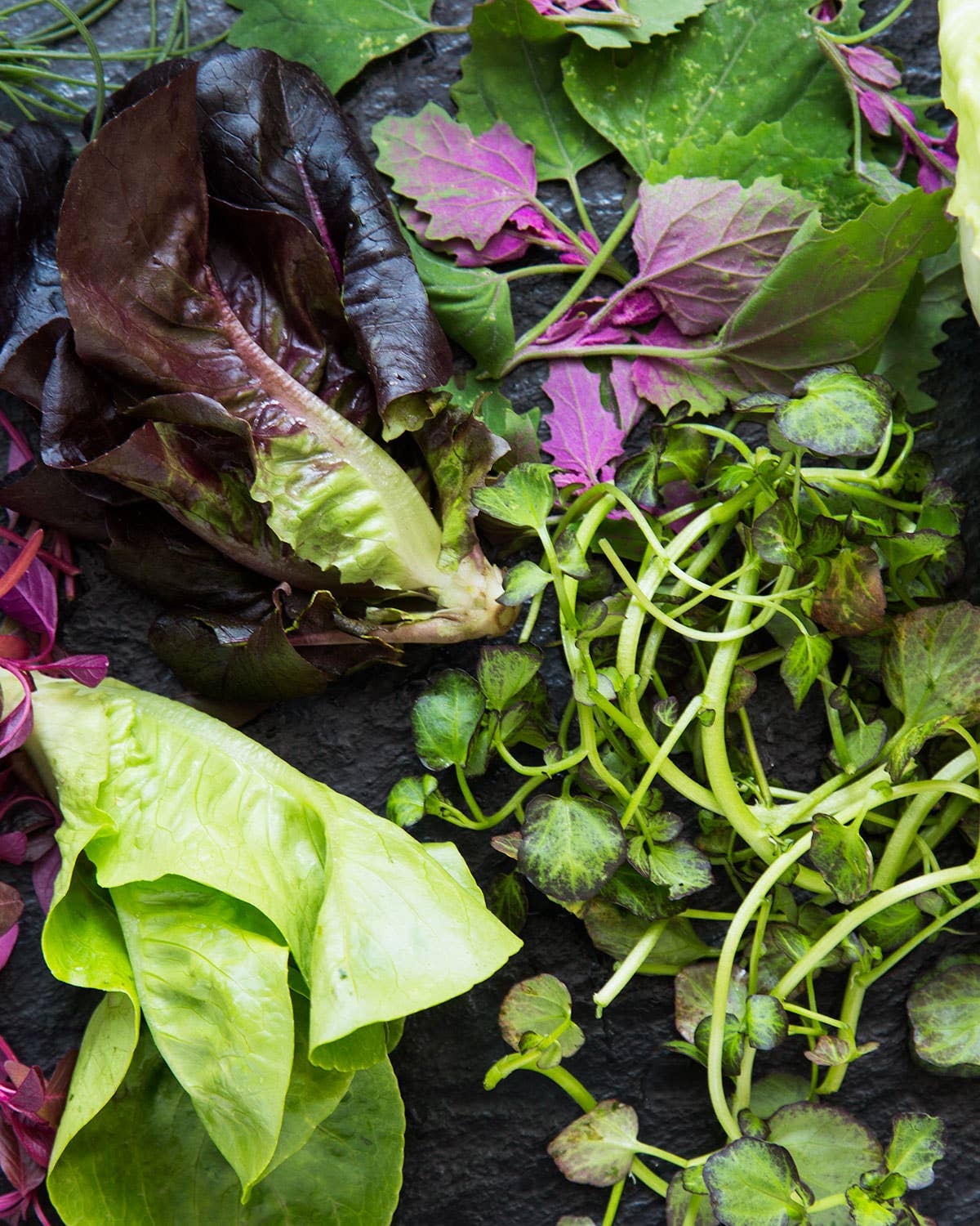 The Elitist’s Guide to Salad Greens