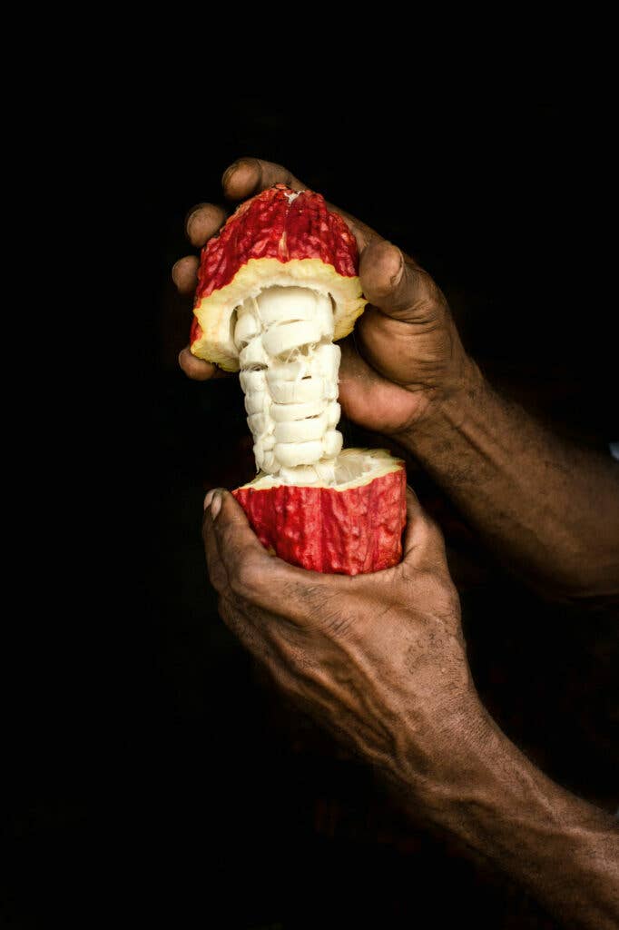 A raw cacao bean