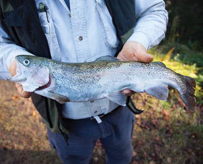 Bluey : Granddad's Christmas Time Camping & Fishing 