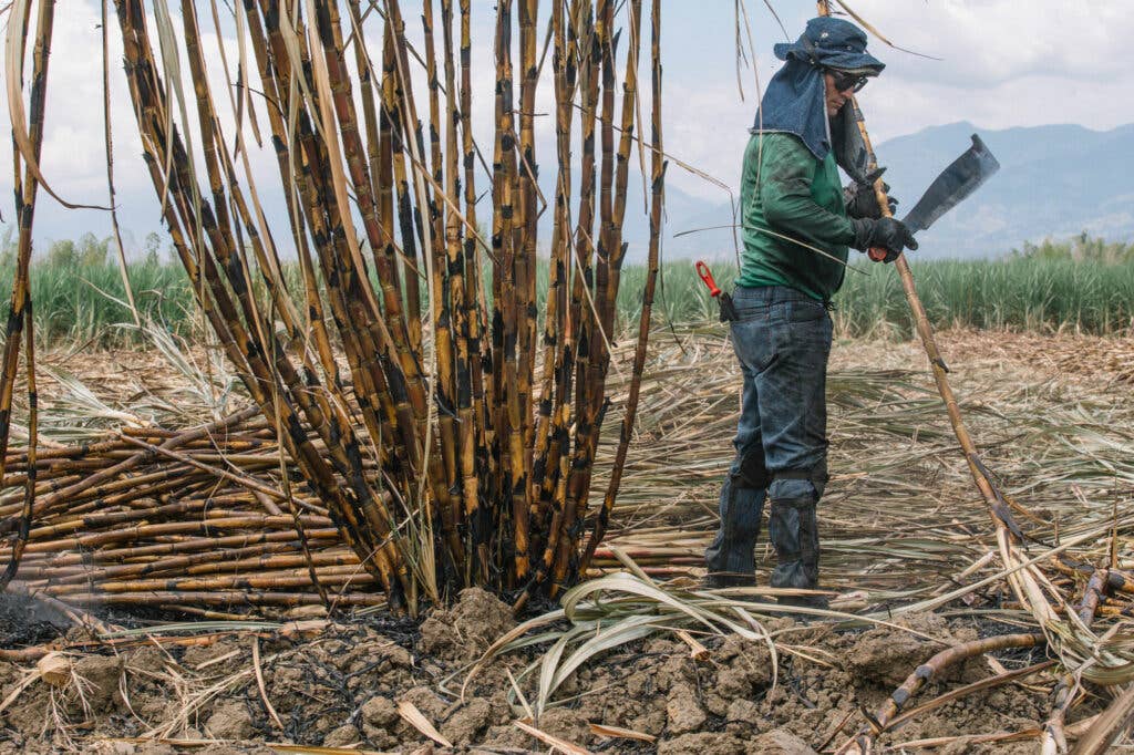 Sugar Cane Cutter Colombia Valle de Cauca