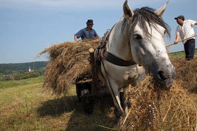 Barbu Petru and Tulbure Nicolae gather hay in Crit