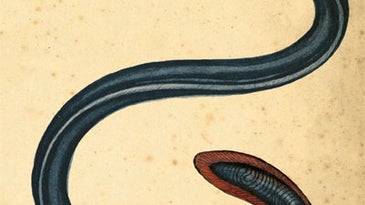 Eel: America's First Fish
