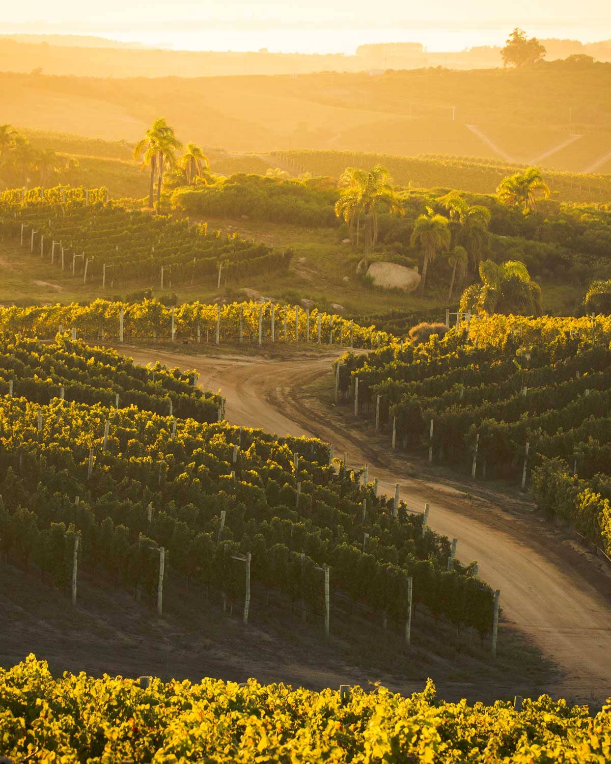 Your Next Great Wine Trip is to…Uruguay?