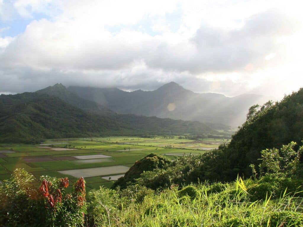 Taro Farms Hanalei Lookout