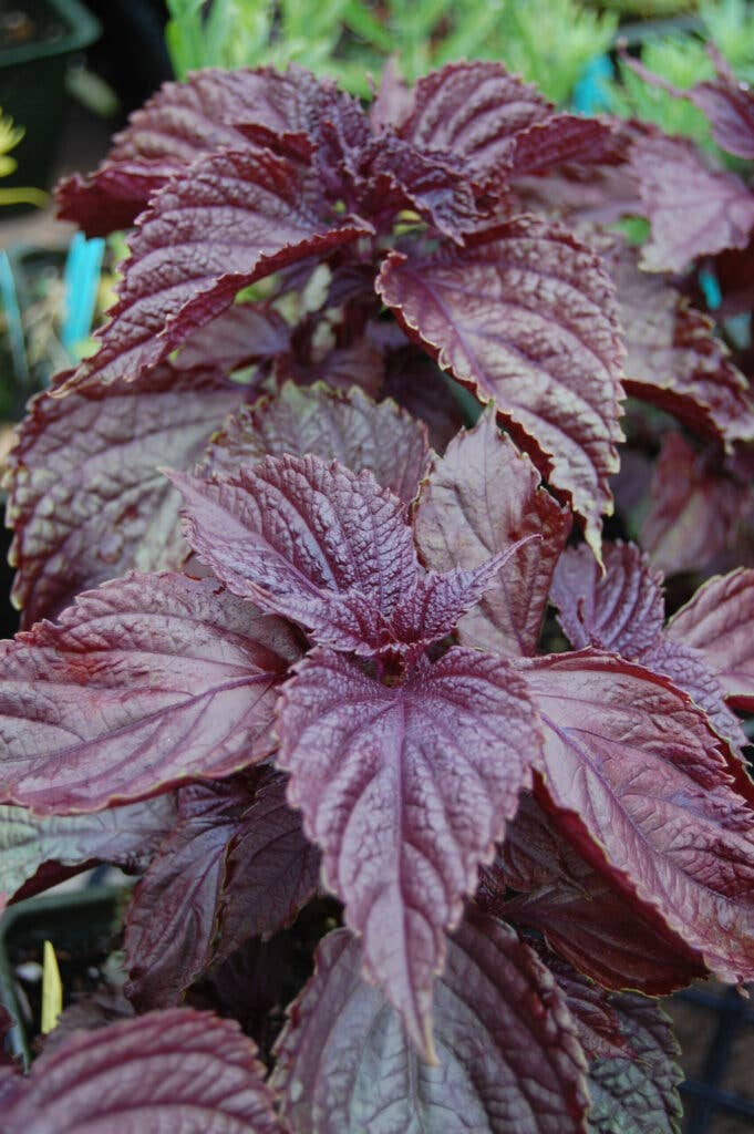 purple shiso