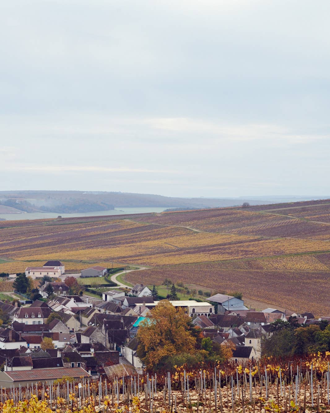 Scenes from Chablis