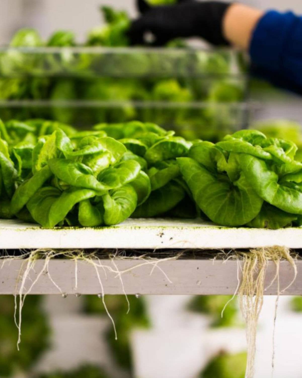 Could Indoor Farming Be the Future of Agriculture?