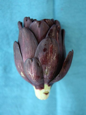 fiesole artichoke