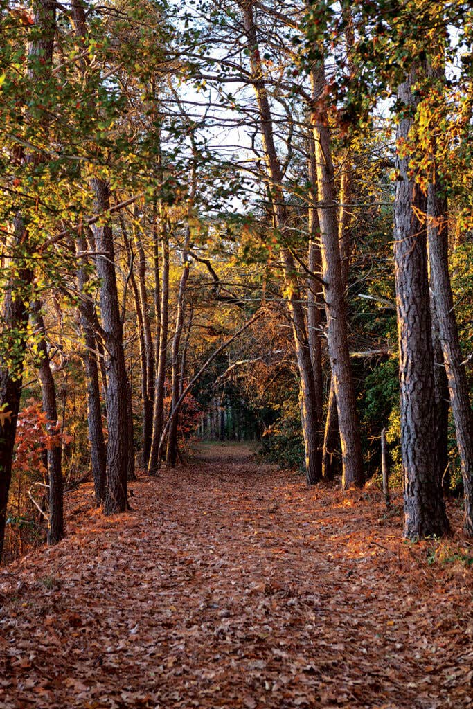 A path to Westerhouse Creek