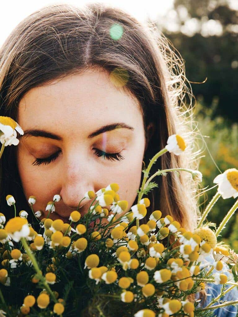 chamomile flowers