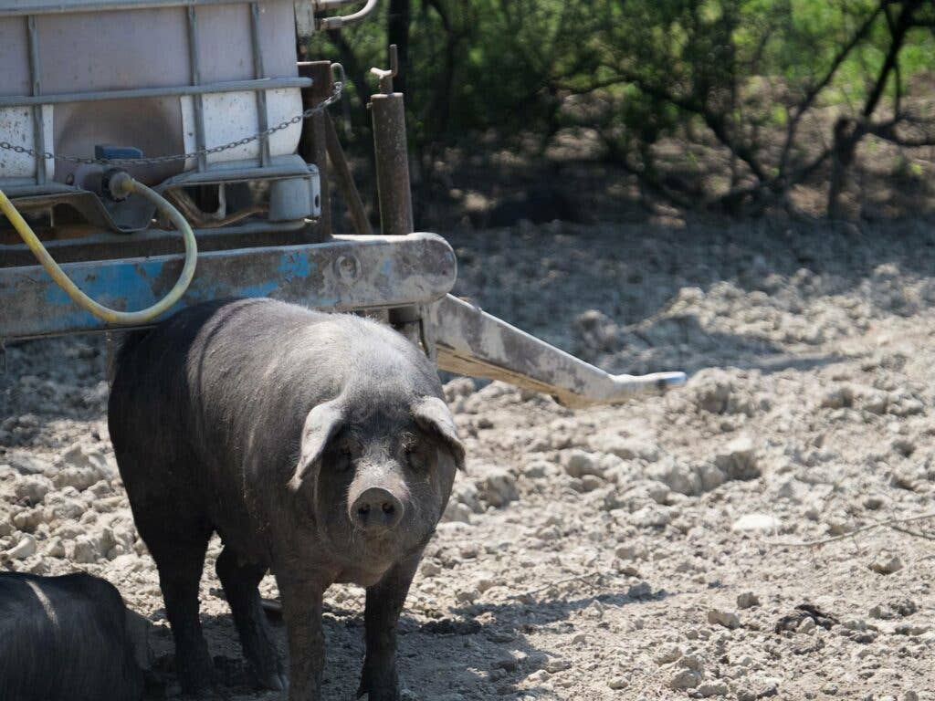 Black pig raised on the grounds of ACP for culatello-style ham.