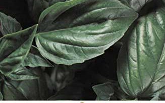 italian food cookbook