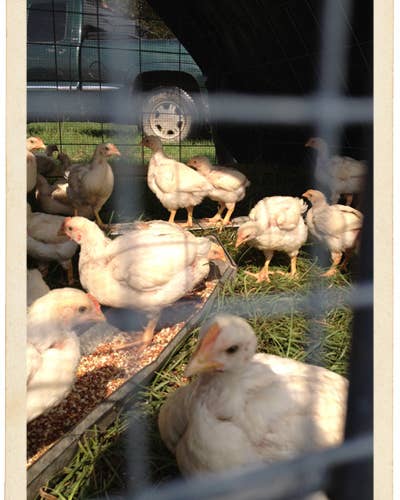 Postcard: Iverstine Family Farms