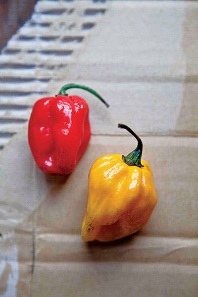 Scotch bonnet chiles