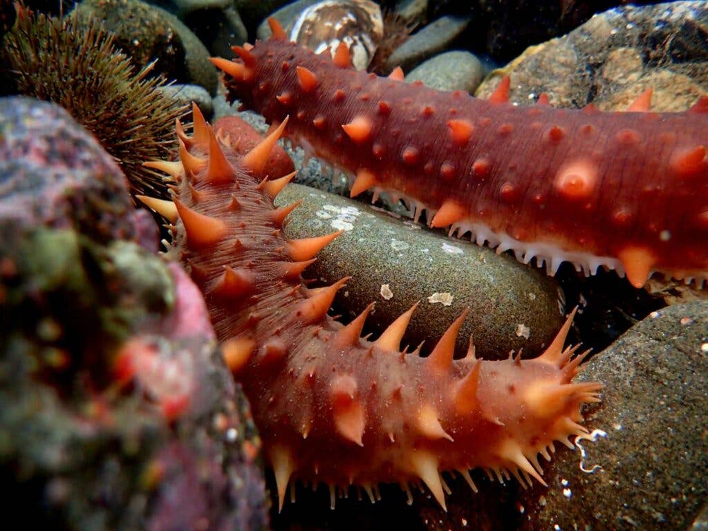 sea cucumber