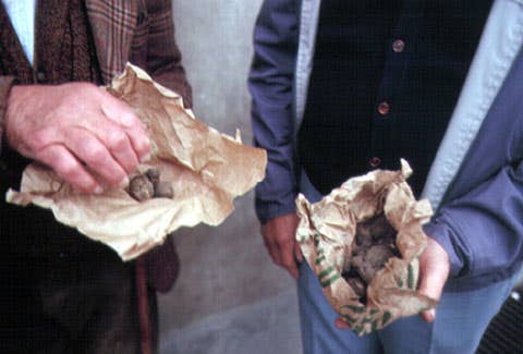 httpswww.saveur.comsitessaveur.comfilesimport2007images2007-1203_buying-truffles_21.jpg