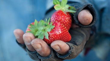 Sweet Crusade: Jim Cochran's Strawberry Secrets