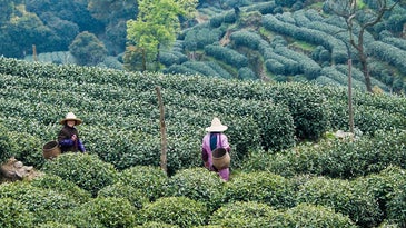 Postcard: A Rare Tea Harvest