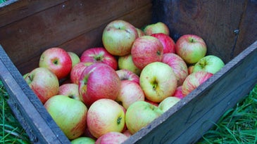 Preserving Heirloom Apples