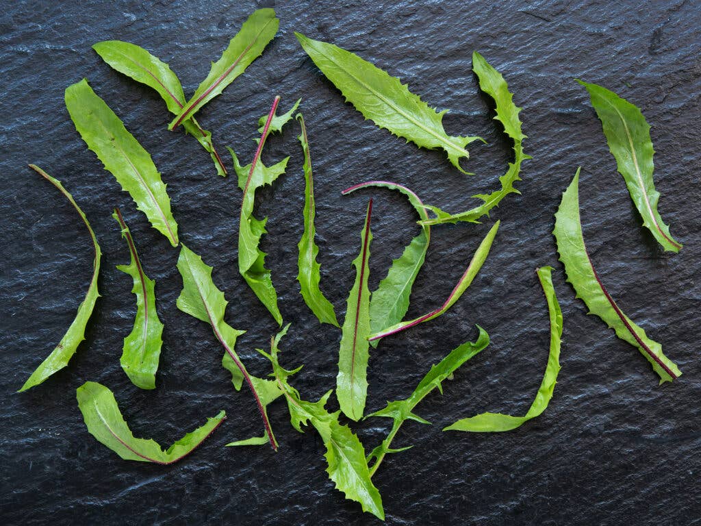 Red-Veined Dandelion